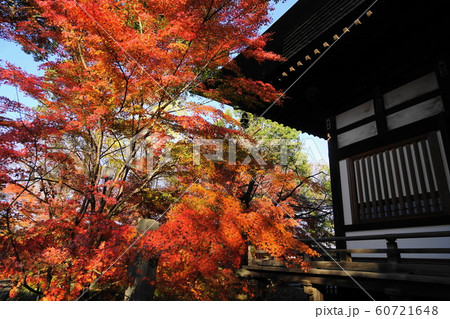 12月　世田谷76本堂龍護殿と紅葉・九品仏浄真寺 60721648