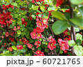 つぼみ 植物 葉 60721765