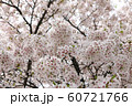 つぼみ 植物 葉 60721766