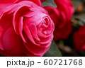 つぼみ 植物 葉 60721768