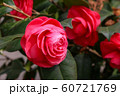 つぼみ 植物 葉 60721769