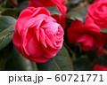 つぼみ 植物 葉 60721771