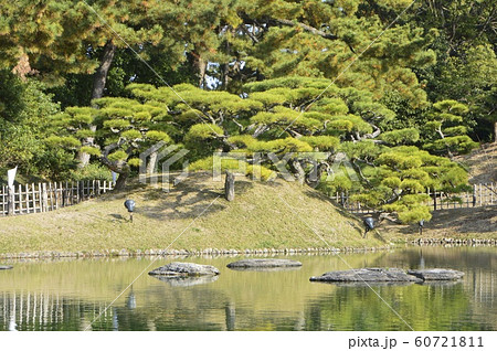 松の木･盆栽（栗林公園／香川県高松市） 60721811