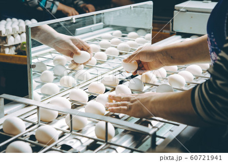 egg factory plant agriculture poultry chicken farm egg factory plant agriculture poultry chicken farm 60721941