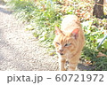 地域猫 60721972