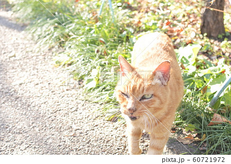 地域猫 60721972