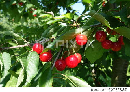 サクランボ 60722387