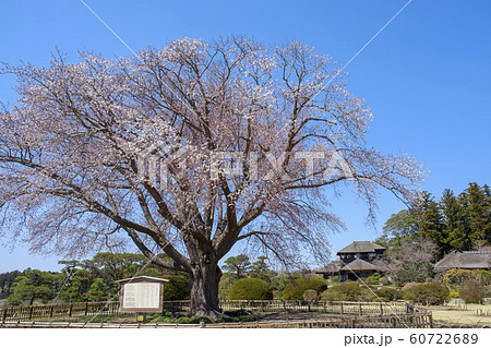 水戸市偕楽園と好文亭 60722689