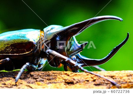 アトラスオオカブト アトラスオオカブト 60722736
