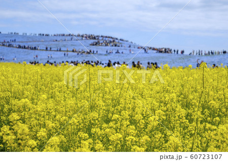 菜の花畑とネモフィラと見晴らしの丘 60723107