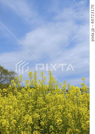 菜の花 60723170