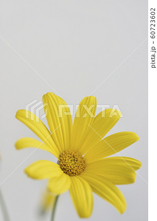 ユリオプスデージー 60723602