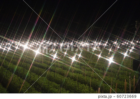 沖縄　電照菊 60723669