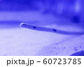 ちんあなご 60723785
