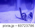ちんあなご 60723786