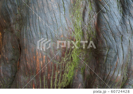 神宮スギ 60724428