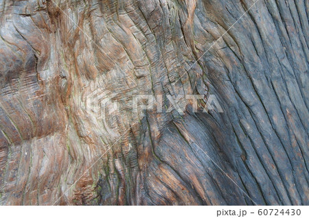 神宮スギ 60724430