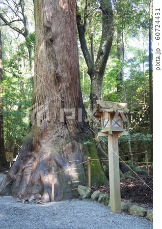 神宮スギ 60724431