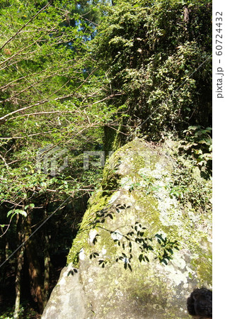 神宮スギ 60724432