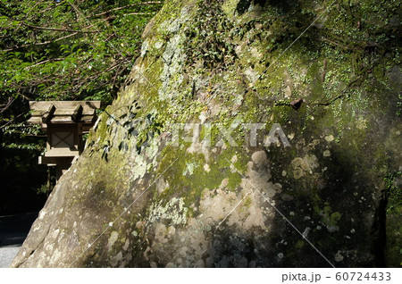 神宮スギ 60724433