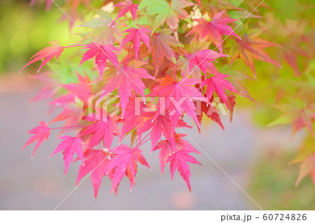 鮮やかイロハモミジ 鮮やかイロハモミジ 60724826