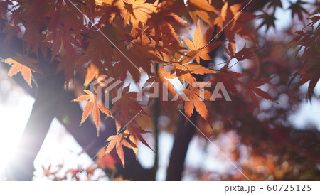 紅葉 紅葉 60725125