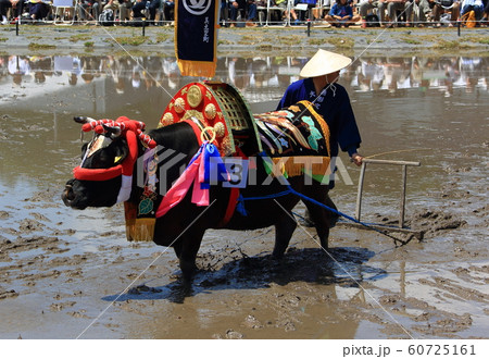 壬生の花田植 壬生の花田植 60725161