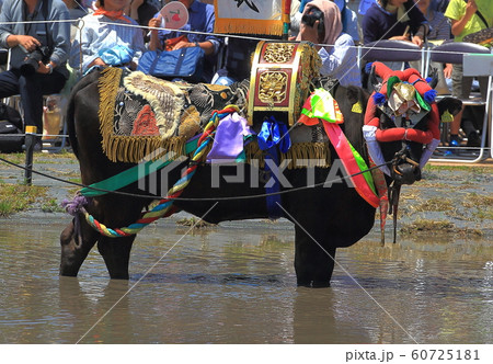 壬生の花田植 60725181