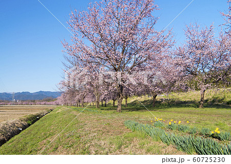 北浅羽の安行寒桜 北浅羽の安行寒桜 60725230