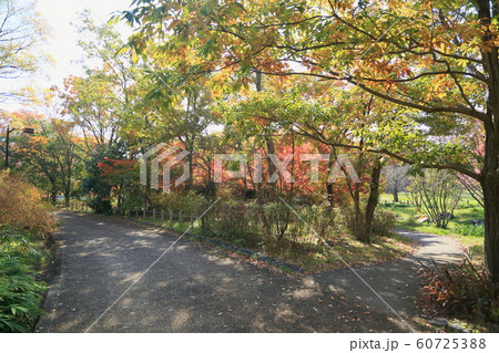 紅葉の散歩道 60725388