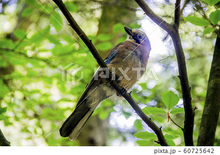 Eurasian jay bird Eurasian jay bird 60725642