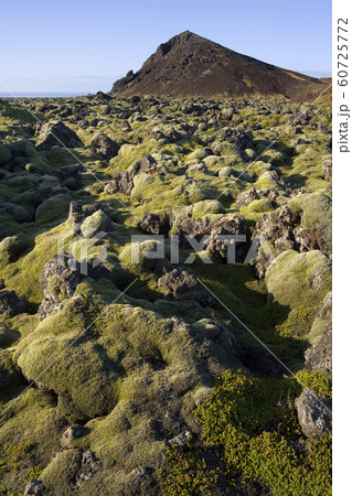 Volcanic landscape of moss covered lava - Iceland 60725772