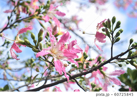 沖縄 トックリキワタ 沖縄 トックリキワタ 60725845