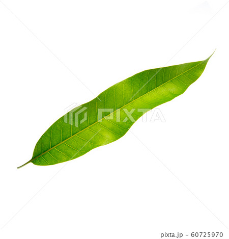 leaf or mango leaf on a background new. 60725970