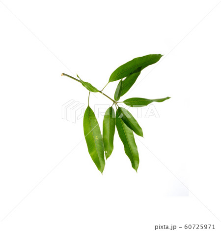 leaf or mango leaf on a background new. 60725971