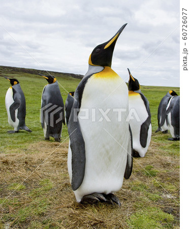 King Penguins - Falkland Islands King Penguins - Falkland Islands 60726077