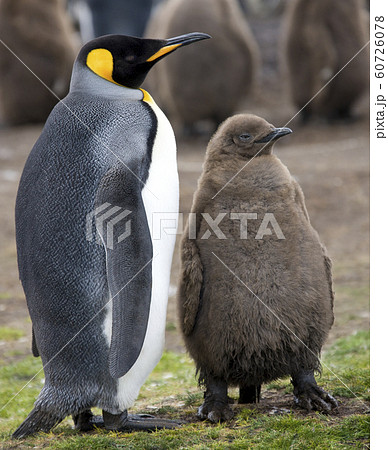 King Penguin and chick  - Falkland Islands 60726078