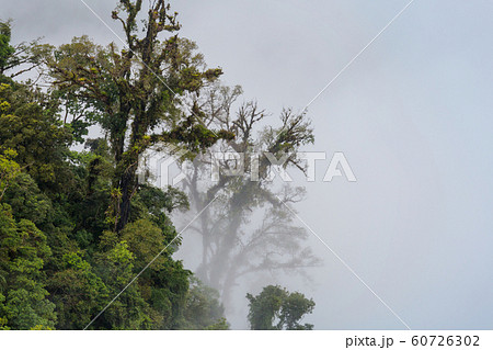 Foggy jungle 60726302