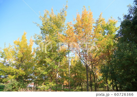 クヌギ黄葉 60726366