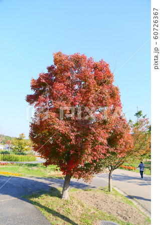 鮮やかイロハモミジ 60726367