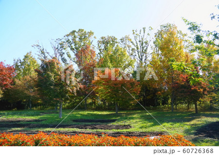 鮮やかイロハモミジ 鮮やかイロハモミジ 60726368