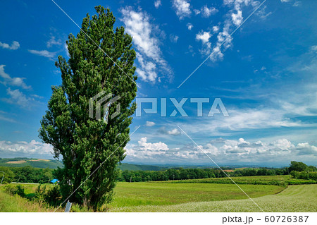 美瑛の青い空 美瑛の青い空 60726387