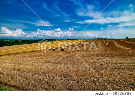 美瑛の丘 60726388