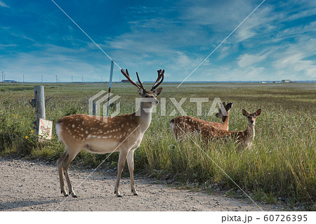 鹿の群れ 60726395