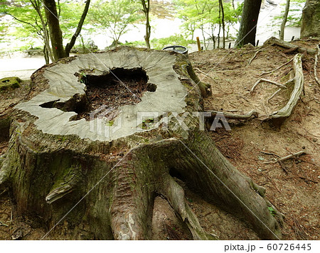 切り株の風景 60726445