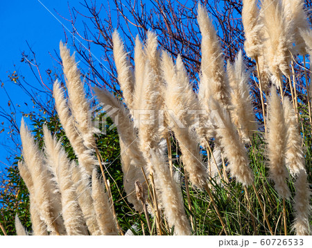 パンパスグラス 60726533