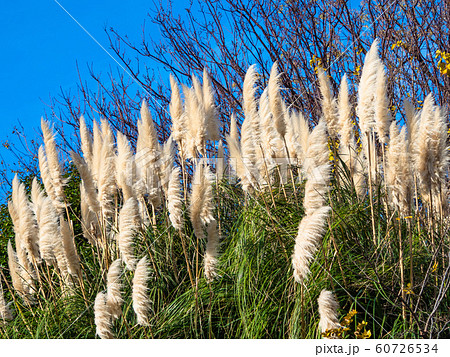 パンパスグラス 60726534