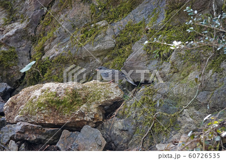 クロジのオス 60726535