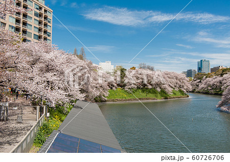 東京　千鳥ヶ淵の桜、千鳥ヶ淵緑道、お花見 、ボート、そめいよしの 60726706