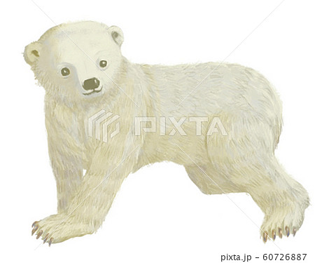 シロクマ 白熊 ホッキョクグマのイラスト素材